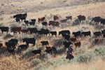 Moving cows